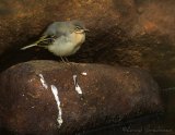 Vintererle, juvenil
Grey wagtail - Motacilla cinerea