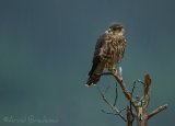 Dvergfalk, juvenil (1K)
Merlin - Falco columbarius