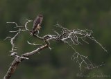 Dvergfalk, juvenil (1K)
Merlin - Falco columbarius