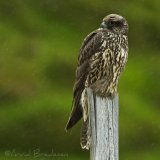 Jaktfalk, juvenil (1K)
Gyr Falcon - Falco rusticolus