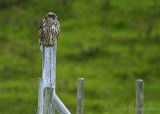 Jaktfalk, juvenil (1K)
Gyr Falcon - Falco rusticolus
