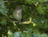 Hagesanger, adult
Garden Warbler - Sylvia borin
