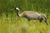 Trane, adult
Common Crane - Grus grus