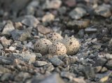 Sandlo, egg
Ringed Plover - Charadrius hiaticula
