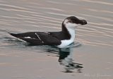 Alke, adult i vinterdrakt
Razorbill - Alca torda