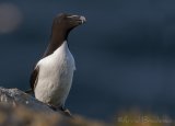 Alke, adult i sommerdrakt
Razorbill - Alca torda