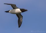 Alke, adult i sommerdrakt
Razorbill - Alca torda