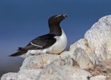 Alke, adult i sommerdrakt
Razorbill - Alca torda