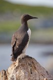 Lomvi, adult i sommerdrakt
Common guillemot - Uria aalge