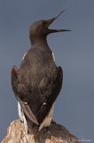 Lomvi, adult i sommerdrakt
Common guillemot - Uria aalge