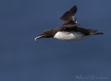 Lomvi, adult i sommerdrakt
Common guillemot - Uria aalge