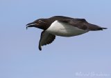 Lomvi, adult i sommerdrakt
Common guillemot - Uria aalge