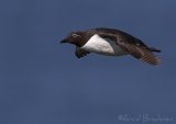 Lomvi, adult i sommerdrakt
Common guillemot - Uria aalge