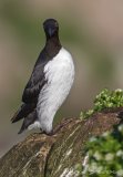 Lomvi, adult i sommerdrakt
Common guillemot - Uria aalge