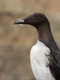 Lomvi, adult i sommerdrakt
Common guillemot - Uria aalge