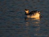 Lomvi, adult i tidlig vinterdrakt
Common guillemot - Uria aalge