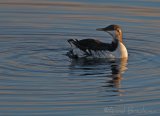 Lomvi, adult i tidlig vinterdrakt
Common guillemot - Uria aalge