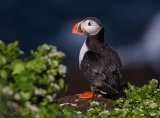 Lunde, adult i sommerdrakt
Puffin - Fratercula arctica