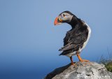 Lunde, adult i sommerdrakt
Puffin - Fratercula arctica