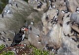 Lunde, adult i sommerdrakt
Puffin - Fratercula arctica