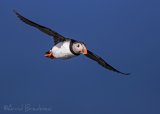 Lunde, adult i sommerdrakt
Puffin - Fratercula arctica