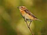 Buskskvett, adult hunn 
Whinchat - Saxicola rubetra