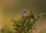 Jernspurv, adult
Dunnock - Prunella modularis