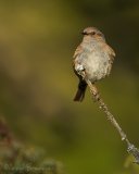 Jernspurv, adult
Dunnock - Prunella modularis