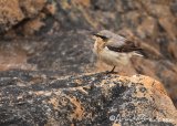 Steinskvett, adult hunn
Northern Wheatear - Oenanthe oenanthe