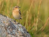 Steinskvett, adult høst
Northern Wheatear - Oenanthe oenanthe