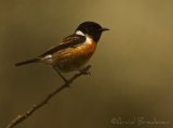 Svartstrupe, adult hann
European stonechat - Saxicola rubicola