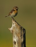 Svartstrupe, adult hunn
European stonechat - Saxicola rubicola