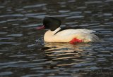 Laksand, adult hann
Common merganser - Mergus merganser