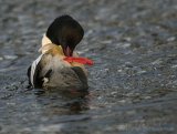 Laksand, adult hann
Common merganser - Mergus merganser