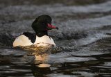 Laksand, adult hann
Common merganser - Mergus merganser