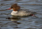 Laksand, adult hunn
Common merganser - Mergus merganser