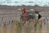 Brunnakke, hann
Eurasian Wigeon - Anas penelope