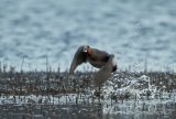 Brunnakke, hann
Eurasian Wigeon - Anas penelope