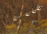 Brunnakke, hann og hunn
Eurasian Wigeon - Anas penelope