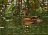 Brunnakke, adult hunn
Eurasian Wigeon - Anas penelope