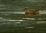 Skjeand, adult hann i eklipsedrakt
Northern shoveler - Anas clypeata