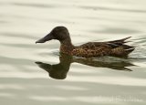 Skjeand, adult hann i eklipsedrakt
Northern shoveler - Anas clypeata