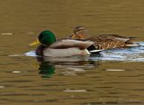 Stokkand, adult hann og hunn
Mallard - Anas platyrhynchos