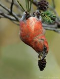 Furukorsnebb, adult hann
Parrot Crossbill - Loxia pytyopsittacus