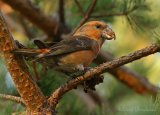 Furukorsnebb, hann
Parrot Crossbill - Loxia pytyopsittacus