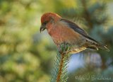 Grankorsnebb, adult hann
Red Crossbill - Loxia curvirostra