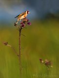 Stillits, adult
European Goldfinch - Carduelis carduelis