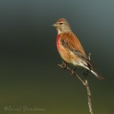 Tornirisk, adult hann
Common Linnet - Carduelis cannabina