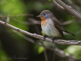 Dvergfluesnapper, adult hann
Red-breasted flycatcher - Ficedula parva