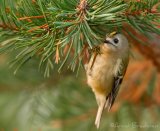 Fuglekonge, adult hunn
Goldcrest - Regulus regulus